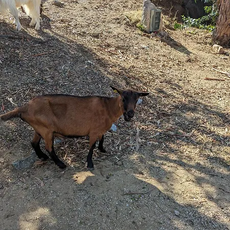 Piana * Лумио
