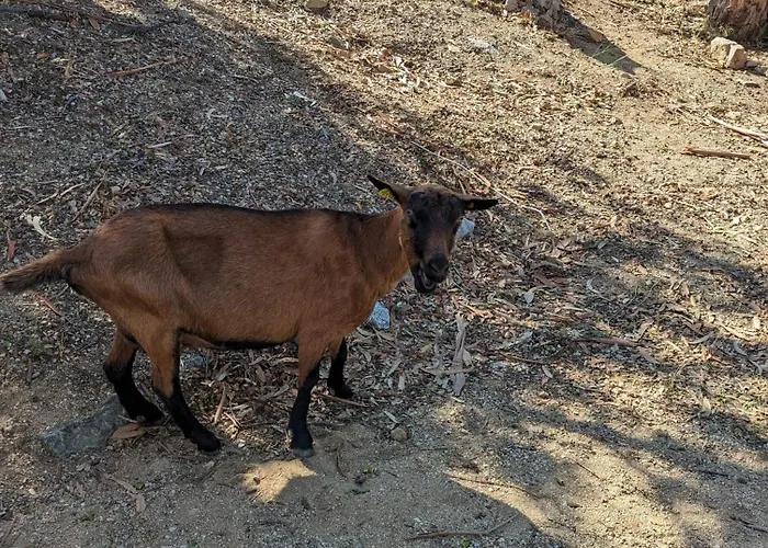 Piana * Lumio (Corsica)